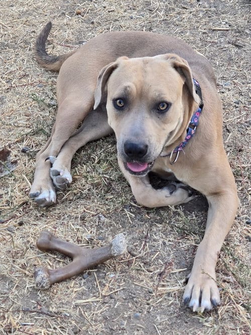 Photo of Mabel, adoptable American Pit Bull Terrier in Sparks, Nevada