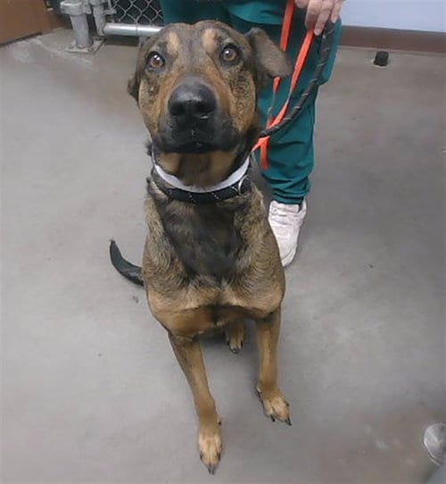 Photo of Judge, adoptable German Shepherd Dog in Phoenix, Arizona