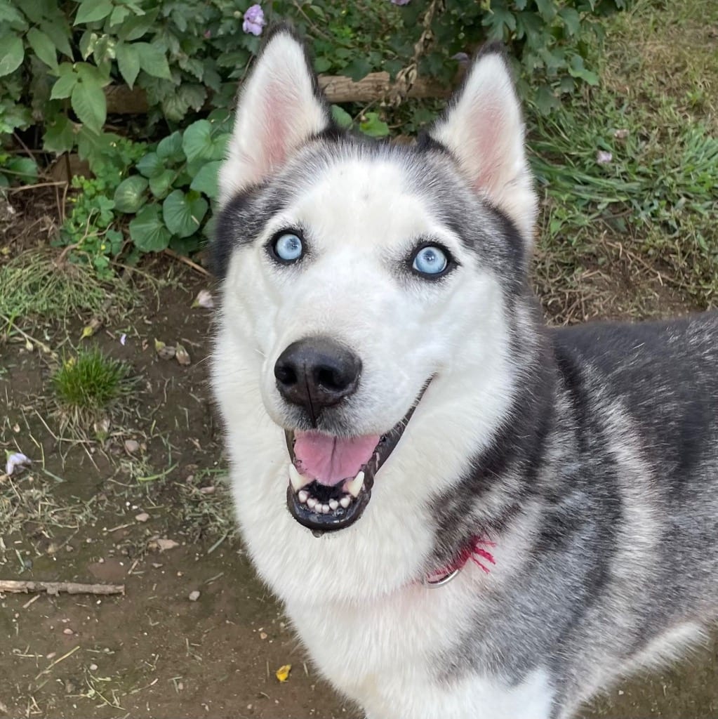 Photo of Emma, adoptable Siberian Husky in Bloomfield, Connecticut