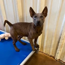 Photo of Twix, adoptable Shepherd (Unknown Type) Mixed Breed (Medium) in Stephenville, Texas