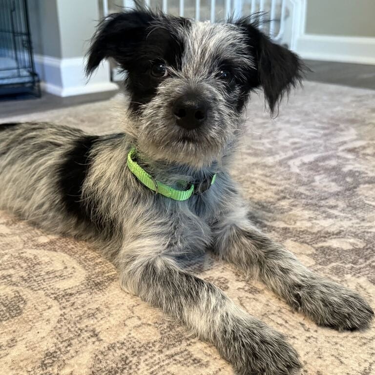 Photo of Matilda, adoptable Terrier in Raleigh area, North Carolina