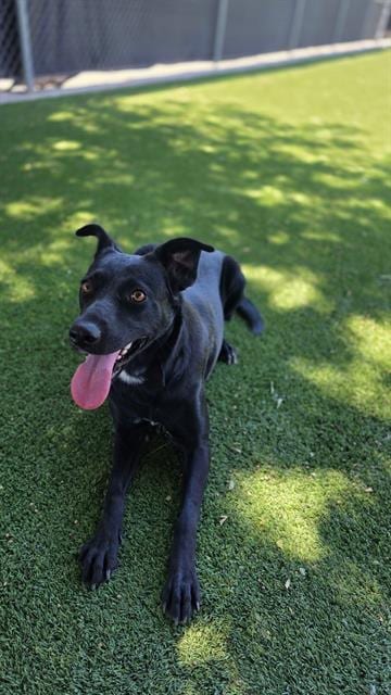 Photo of Sushi, adoptable Border Collie in Bakersfield, California