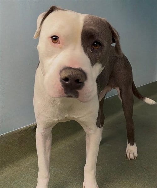 Photo of Sparky, adoptable Pit Bull Terrier in Baldwin Park, California