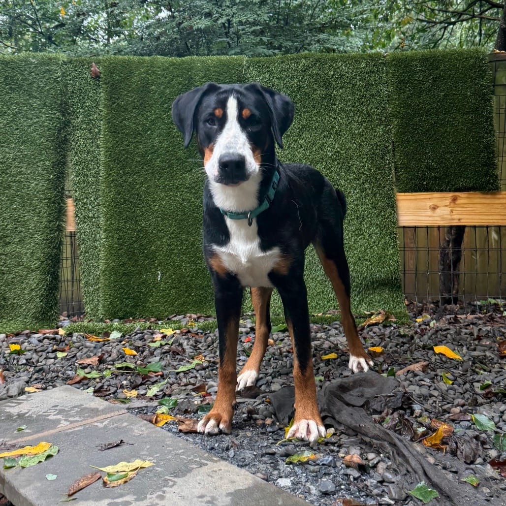 Photo of Sweet Pea, adoptable Greater Swiss Mountain Dog in West Chester, Pennsylvania