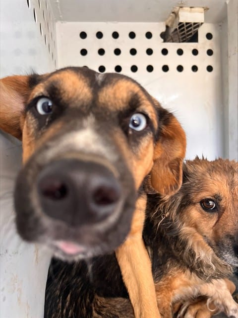 Photo of Senior German Shepherd Dog, adoptable German Shepherd Dog in Bakersfield, California