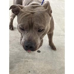 Photo of Big Boy, adoptable American Pit Bull Terrier in Doral, Florida