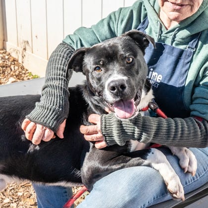 Photo of Oreo, adoptable dog in Chamblee, Georgia