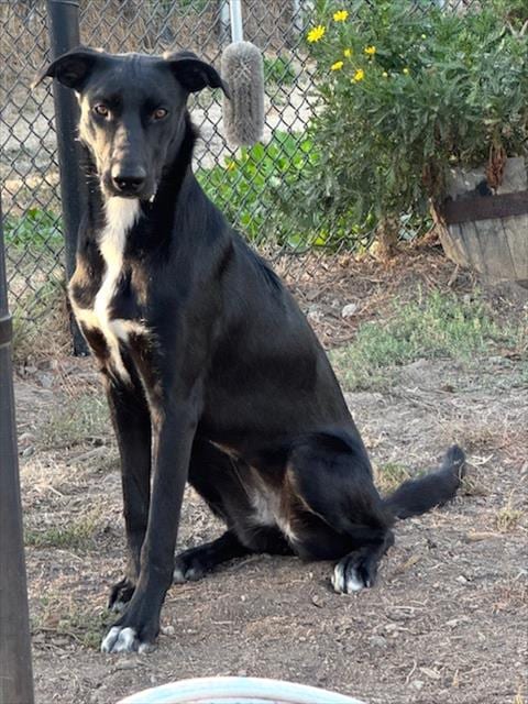 Photo of Stella Luna, adoptable Labrador Retriever in Santa Cruz, California