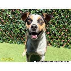 Photo of Cletus, adoptable Mixed Breed (Medium) in West Palm Beach, Florida