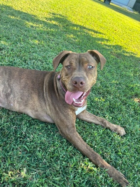 Photo of Dilly (F), adoptable Pit Bull Terrier in Nashville, Tennessee