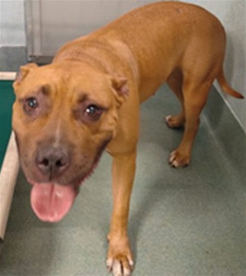 Photo of Roma, adoptable Pit Bull Terrier in Baldwin Park, California
