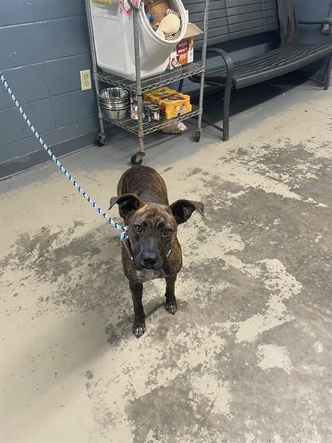 Photo of Kiki, adoptable Plott Hound in Tallahassee, Florida