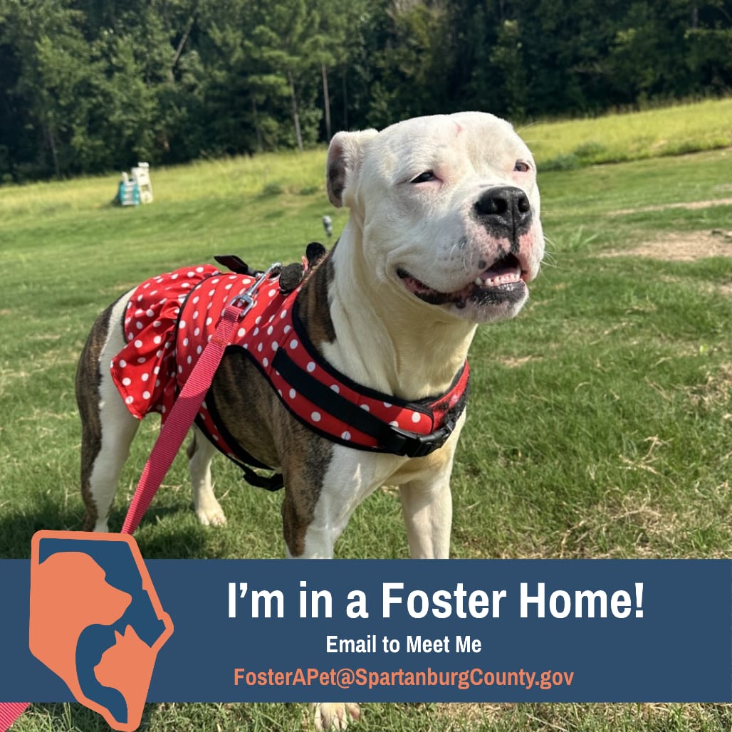 Photo of Dumplin, adoptable Boxer / Mix in Spartanburg, South Carolina