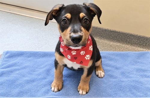 Photo of Asterin, adoptable Rottweiler in Orange, California