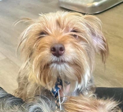 Photo of Hannah (With Ruth), adoptable Terrier, Yorkshire/Mix in Annapolis, Maryland