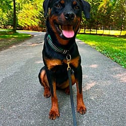 Photo of Akasha, adoptable Rottweiler in Walkersville, Maryland