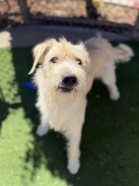 Photo of Friday, adoptable Miniature Schnauzer in Chula Vista, California