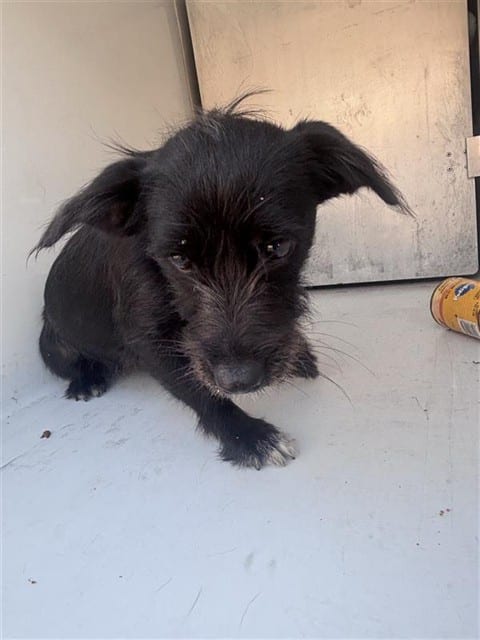 Photo of Senior Scottish Terrier, adoptable Scottish Terrier in Houston, Texas