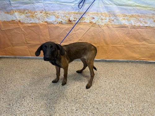 Photo of Suki, adoptable German Shepherd Dog in Miami, Florida