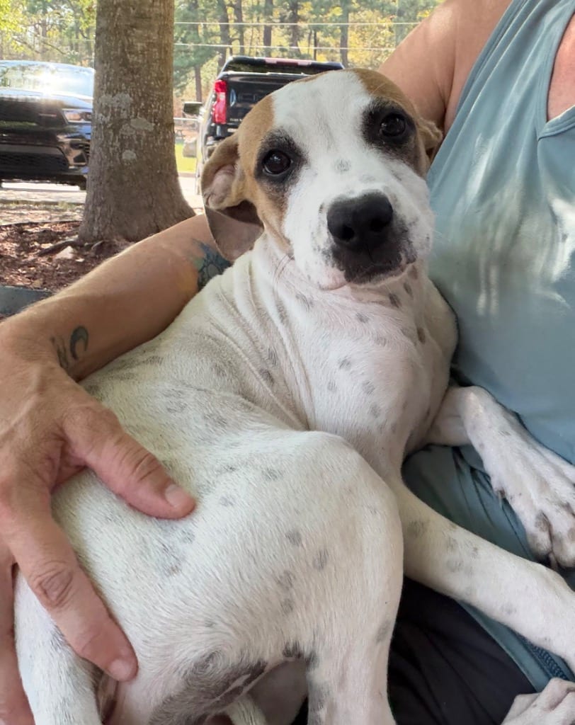 Photo of Jasmine, adoptable Labrador Retriever in Little Rock, Arkansas