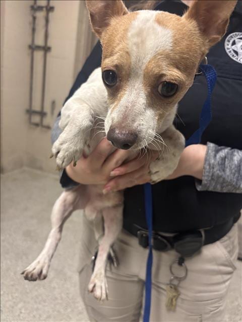 Photo of A433488, adoptable Chihuahua in Conroe, Texas