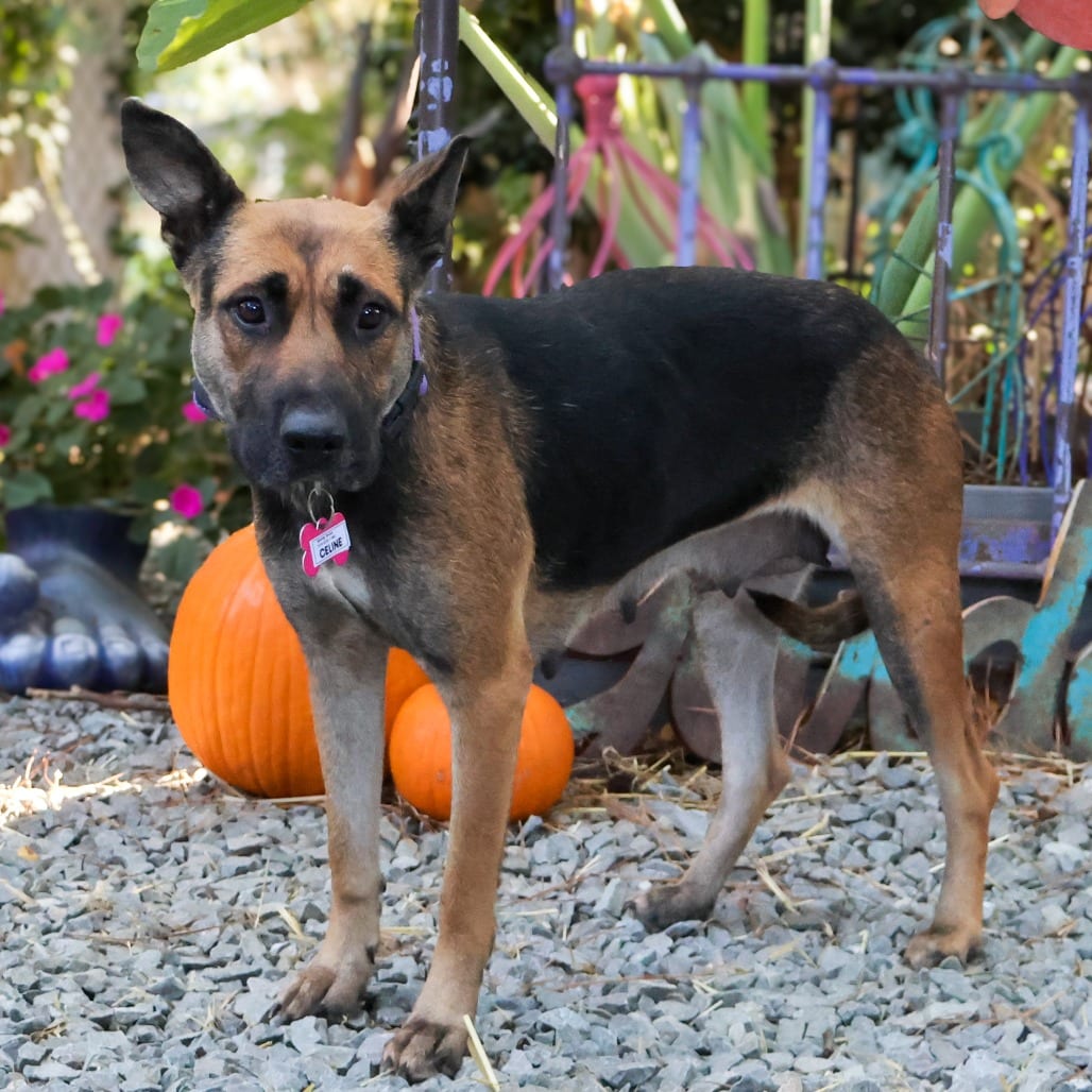 Photo of Celine, adoptable Shepherd, German in Wake Forest, North Carolina