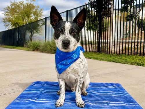 Photo of Yankee, adoptable Australian Cattle Dog/Blue Heeler in Orange, California