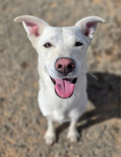 Photo of Zira, adoptable Labrador Retriever in Yreka, California