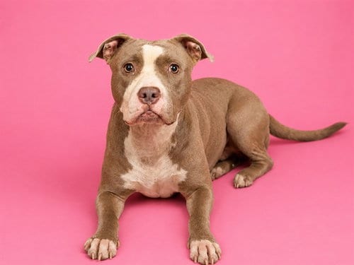 Photo of Missy, adoptable American Bulldog in Miami, Florida