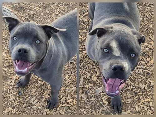 Photo of Chris, adoptable American Pit Bull Terrier in Albuquerque, New Mexico