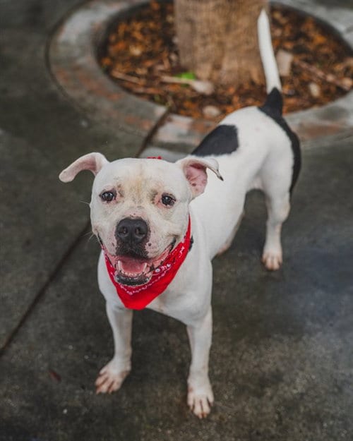 Photo of Binx, adoptable American Bulldog in Miami, Florida