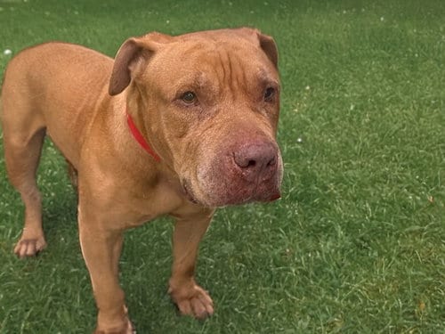 Photo of Creme, adoptable American Bulldog in Ft Lauderdale, Florida