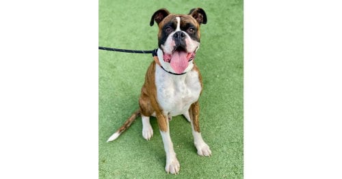 Photo of Brice II, adoptable Boxer in Austin, Texas