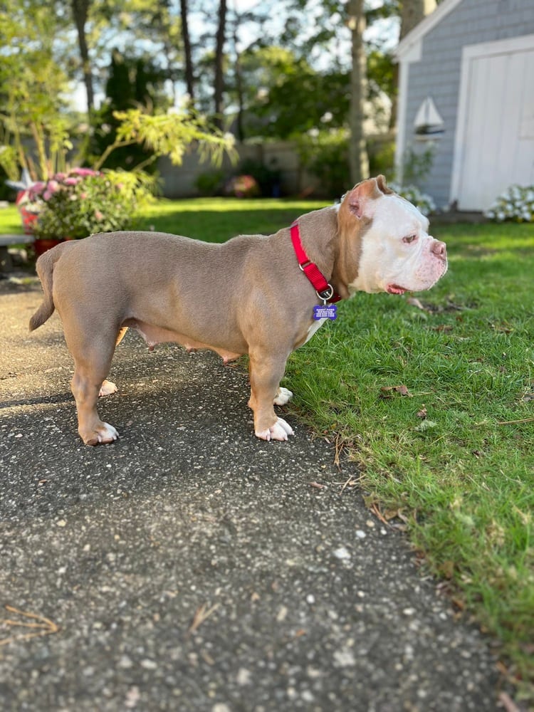Photo of Spice, adoptable American Bully in Oak Bluffs, Massachusetts