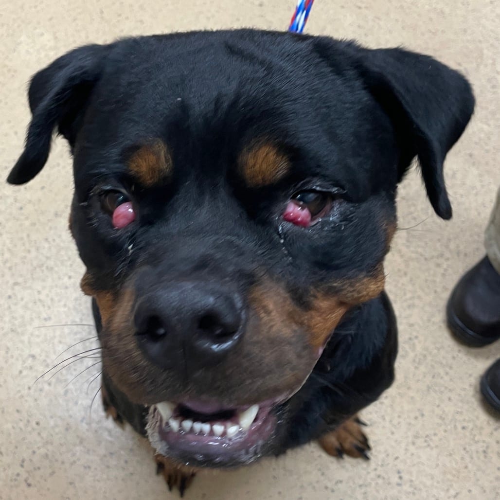 Photo of Firefly, adoptable Rottweiler in Brownsville, Texas