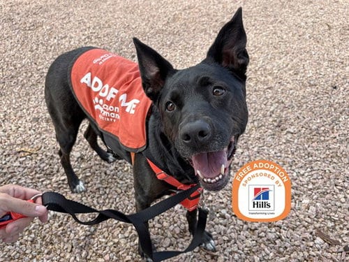 Photo of Missy, adoptable Labrador Retriever in Phoenix, Arizona