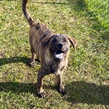 Photo of Prosecco, adoptable Mastiff/Great Pyrenees in Montpelier, Vermont