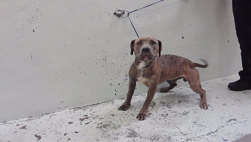 Photo of Dennie, adoptable Staffordshire Bull Terrier in Houston, Texas