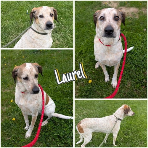 Photo of Laurel, adoptable Hound in Pierceton, Indiana