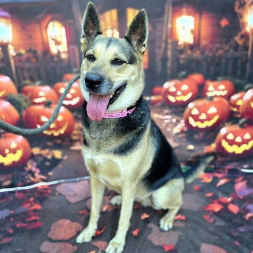 Photo of Jackie Boo, adoptable German Shepherd Dog in Long Beach, California