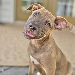 Photo of Baylor meet me 10/17, adoptable Labrador Retriever in East Hartford, Connecticut