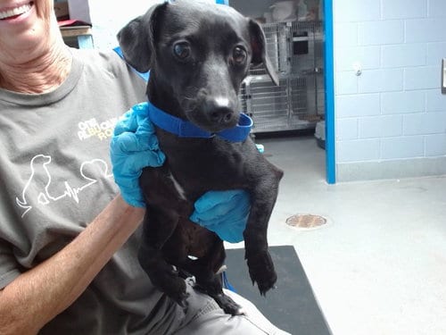 Photo of Misty, adoptable Dachshund in Albuquerque, New Mexico
