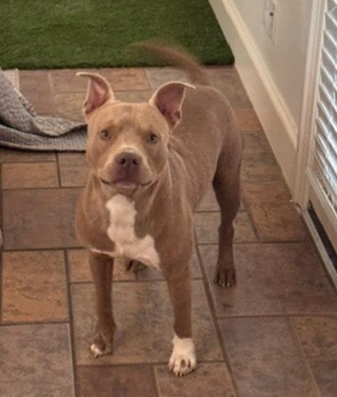 Photo of Chorizo, adoptable Staffordshire Bull Terrier in Houston, Texas
