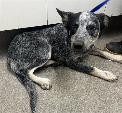 Photo of Cowpoke, adoptable Australian Cattle Dog/Blue Heeler in HESPERIA, California