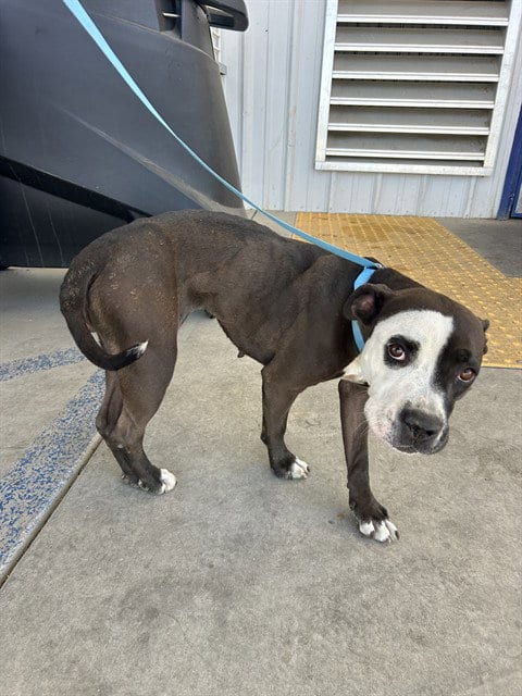 Photo of Pookie, adoptable Pit Bull Terrier in Bakersfield, California