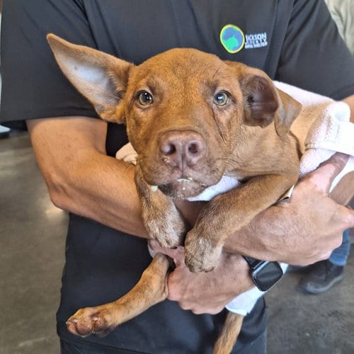 Photo of Benji, adoptable Australian Cattle Dog/Blue Heeler in Bradenton, Florida