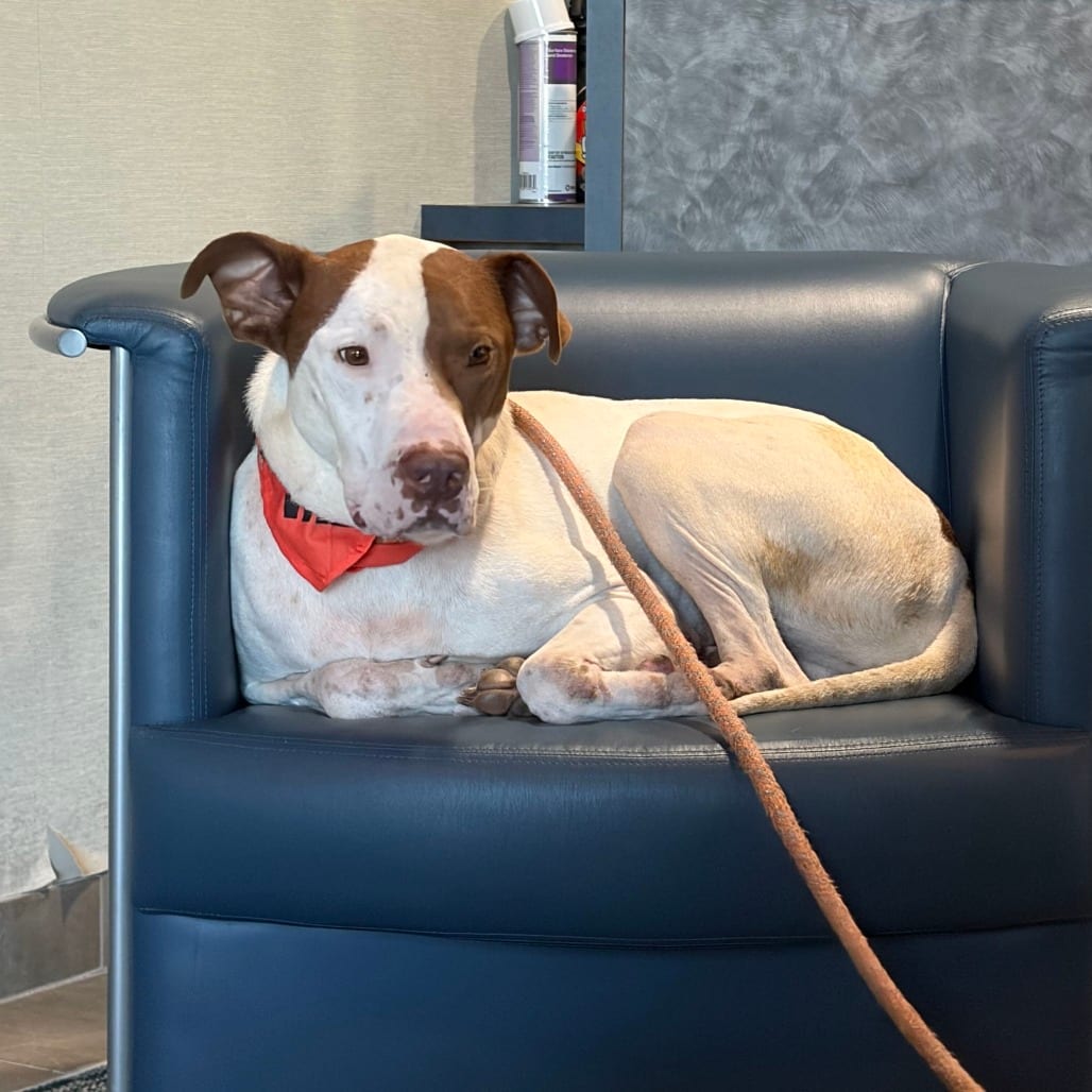 Photo of Jensen, adoptable Mixed Breed (Medium) in Summerville, South Carolina
