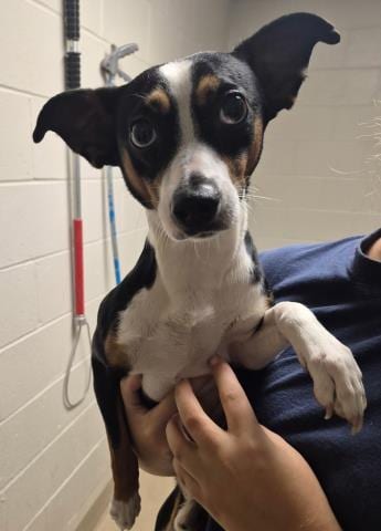 Photo of Duke Caboom, adoptable Jack Russell Terrier (Parson Russell Terrier) in Decatur, Illinois