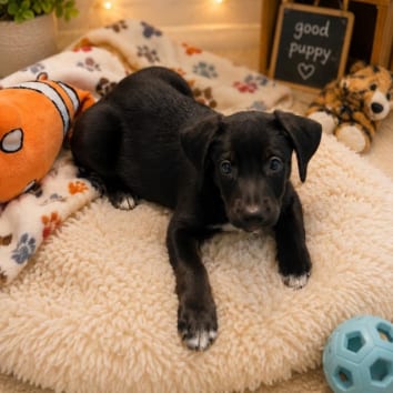 Photo of Everett, adoptable Pointer / Cattle Dog, Australian (Blue Heeler) in South Elgin, Illinois