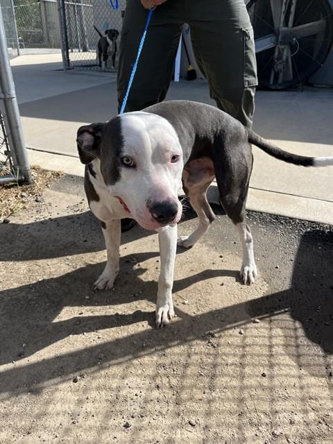 Photo of Hunter, adoptable Pit Bull Terrier in Killeen, Texas